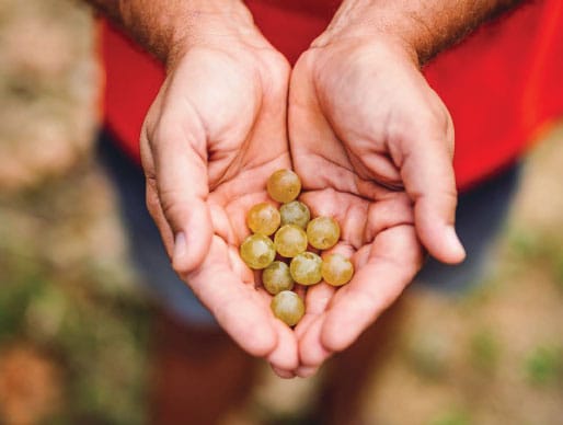 terroir_territori_01